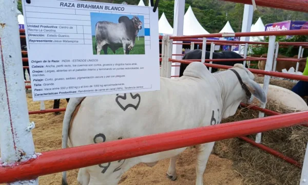 Mantecal se convierte en la capital agroindustrial del llano: Inauguran la primera Expoferia 2026.