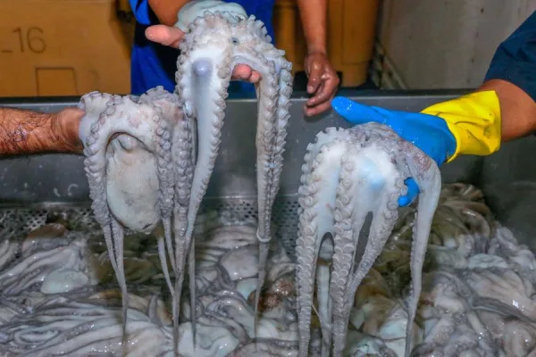 Sabor venezolano en Europa: 112 toneladas de pulpo parten desde La Guaira hacia España, Portugal y Francia.