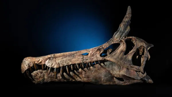 ¡De película! Descubren en el Sahara un dinosaurio «dragón» que habitó la Tierra hace 95 millones de años.