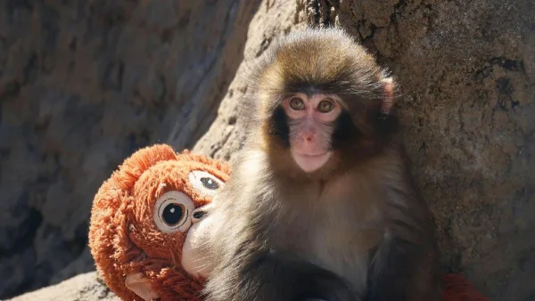 ¿Fama o crueldad? PETA exige traslado urgente del mono bebé Punch por «trauma psicológico»