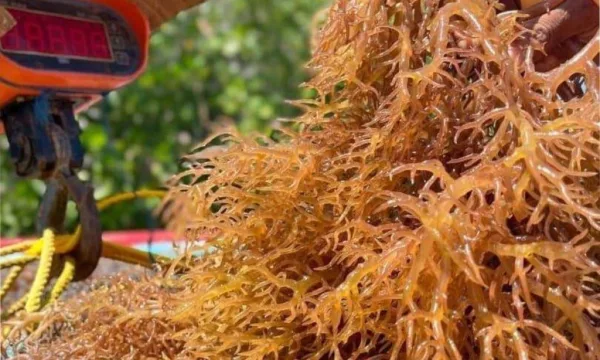 Venezuela exporta 162 toneladas de algas marinas hacia Chile.