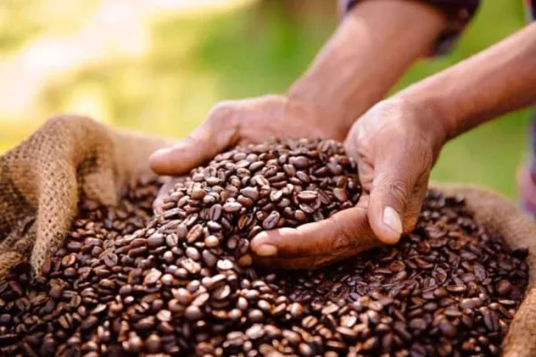 Aroma de exportación: Caracas se prepara para el V Encuentro Internacional de Café de Especialidad Venezolano.