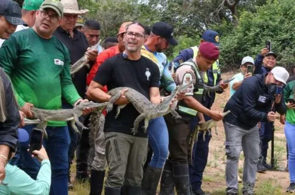 Regreso a los llanos: Liberan 129 caimanes del Orinoco para blindar el equilibrio ecológico en el Refugio Caño Guaritico.