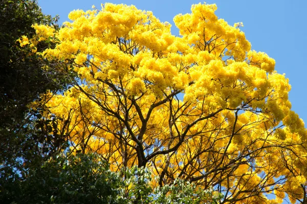 78 años de oro vegetal: El Araguaney celebra su aniversario como el eterno Árbol Nacional de Venezuela.