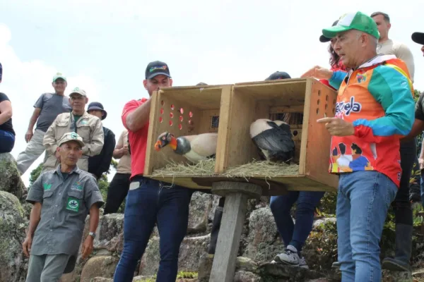 Soberanía ecosocialista: Liberan 400 canarios tejados rescatados del tráfico ilícito en el Día Mundial del Ambiente.