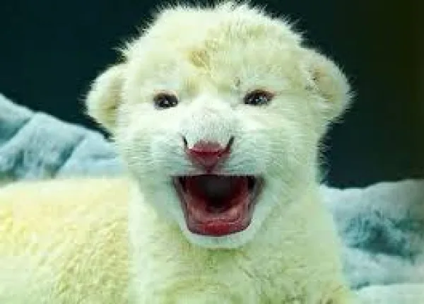 ¡Milagro de la naturaleza en Aragua! Nacen dos crías de león blanco en el Zoológico Las Delicias de Maracay.