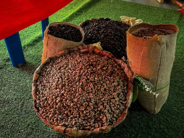 Soberanía agroalimentaria: Comunidades cafetaleras se alistan para el Encuentro Nacional del Plan Comunal del Café.